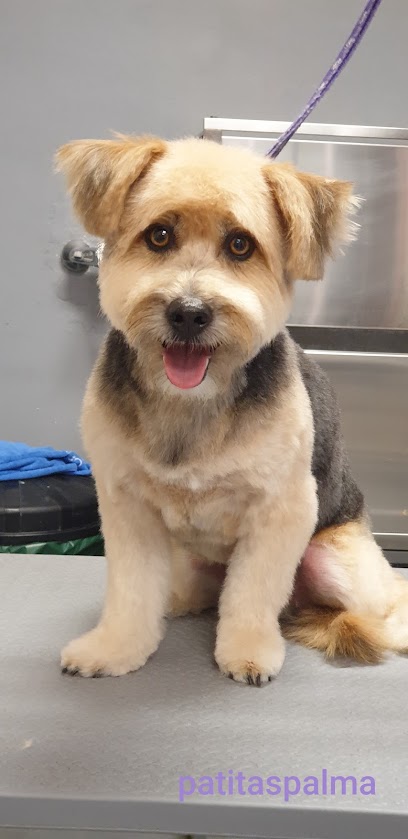 Patitas Palma | Peluqueria para perros en Palma