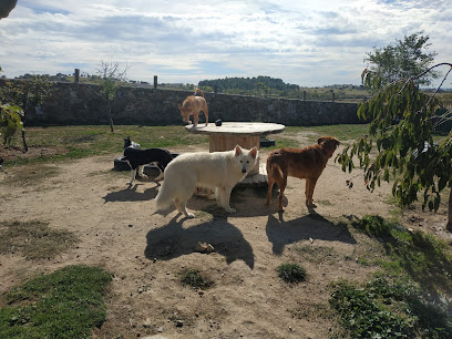 Ohana DogSchool | Guardería para perros en Colmenar Viejo