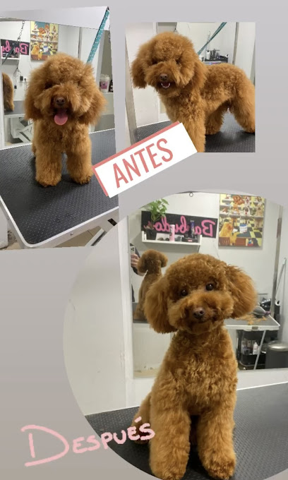 Barbulugo | Peluqueria para perros en Lugo