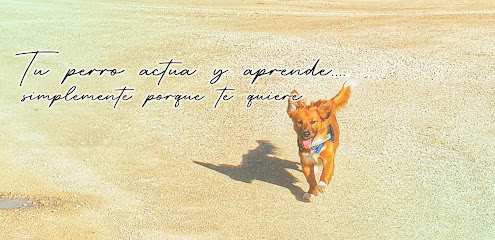 Dogitwell | Adiestradores de perros en Fuenlabrada