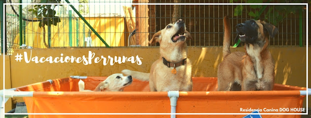 Dog House | Guardería para perros en Granada
