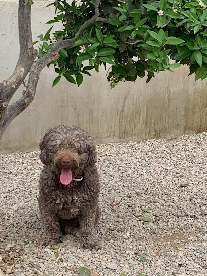 Murcia Dog | Guardería para perros en Murcia