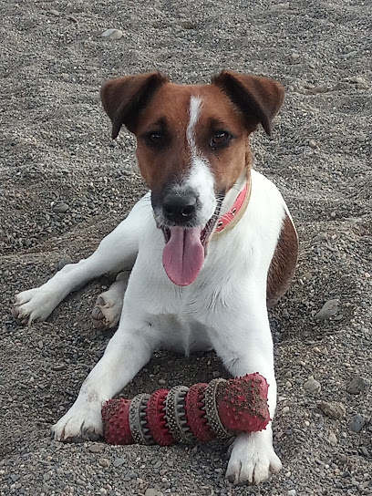 HOLISTICAN | Adiestradores de perros en Cartama
