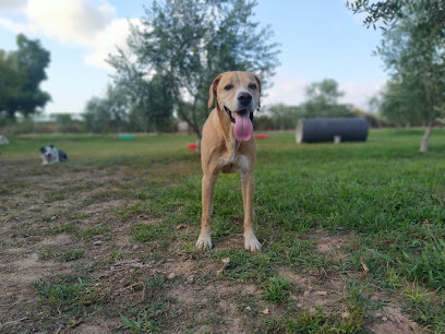 Can Pluto | Guardería para perros en Constanti