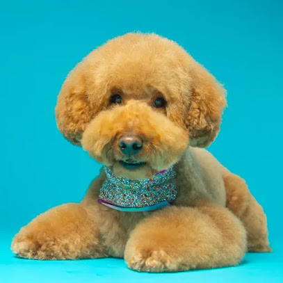 Eliane Queiroz | Peluqueria para perros en Barcelona