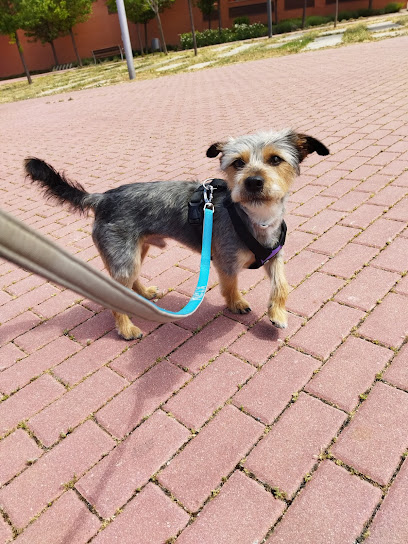 Intercan | Peluqueria para perros en Móstoles