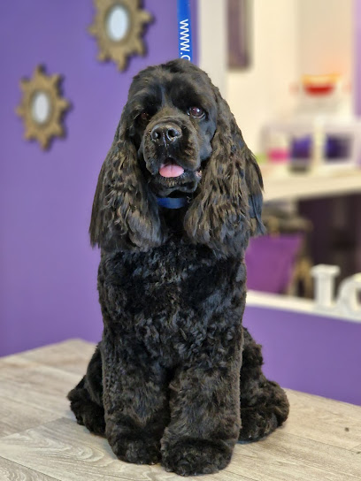 Cockertos | Peluqueria para perros en Santa Cruz de Tenerife