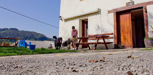 Zaunka | Adiestradores de perros en Orendain