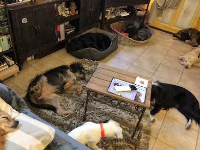 Holidog | Guardería para perros en Rue de Penthievre