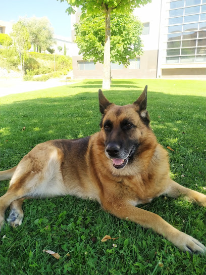 Dog Room | Peluqueria para perros en Cuenca