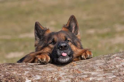 Acanherny | Adiestradores de perros en Miguelturra