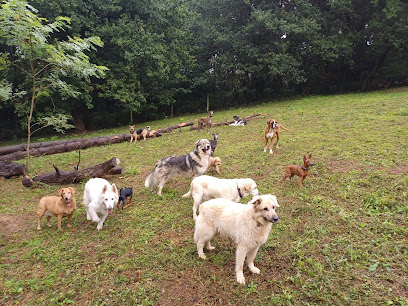 Servicio Canino Bizkaia | Guardería para perros en Urduliz