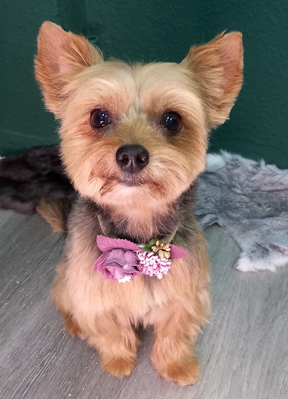 Madrid - | Peluqueria para perros en Madrid