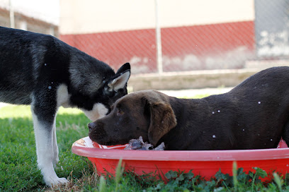 Arinez | Guardería para perros en Zumeltzu