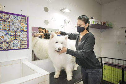 Dogfilm | Peluqueria para perros en Moralzarzal
