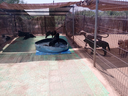 Dog Educat | Guardería para perros en Manresa