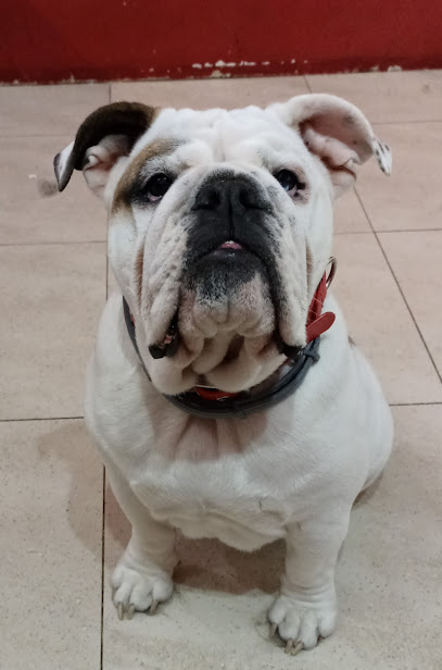 Barberia de l Gos | Peluqueria para perros en El Grao de Castellón