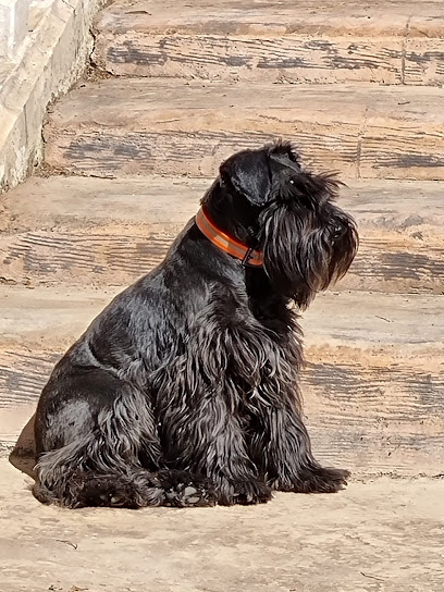 Ángel | Peluqueria para perros en Valencia