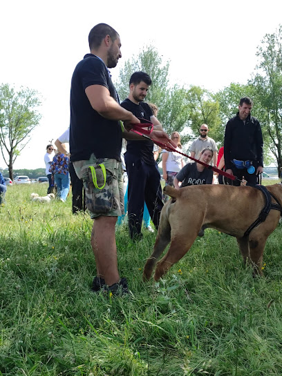 Dogmania | Adiestradores de perros en Viana do Castelo