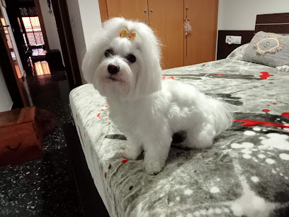 Pelukan | Peluqueria para perros en Cuart de Poblet