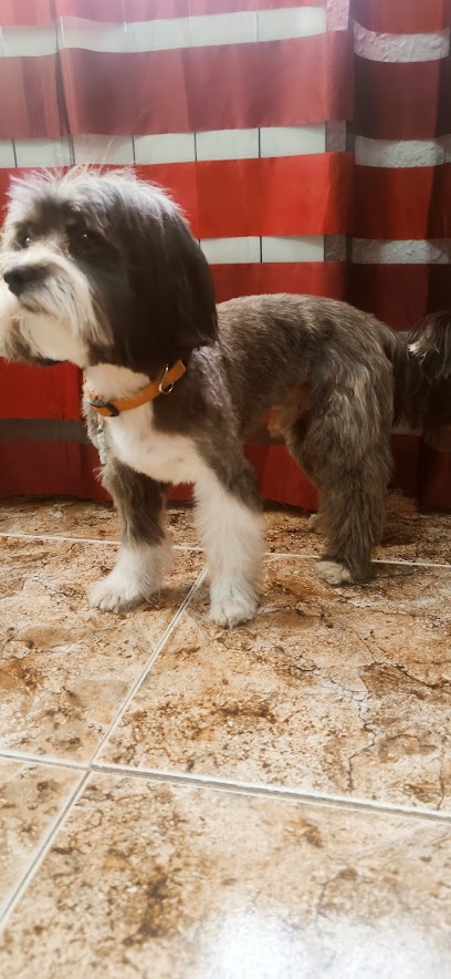 Rebonico | Peluqueria para perros en Requena