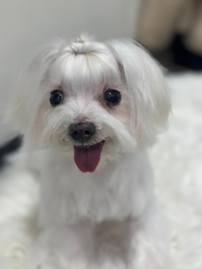 Kathy Life Pets | Peluqueria para perros en Tortosa
