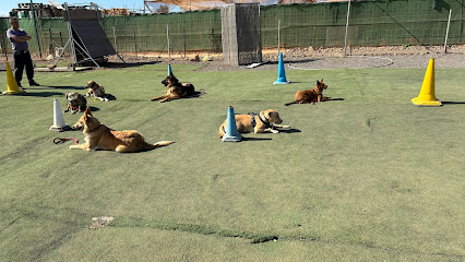 Avantdogss | Adiestradores de perros en Las Palmas