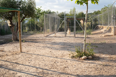 Alicante Can-cun | Guardería para perros en Tibi