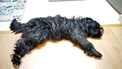 Sugar Style | Peluqueria para perros en Mollerussa