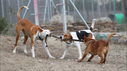 Territorio Canino | Guardería para perros en Mascaraque