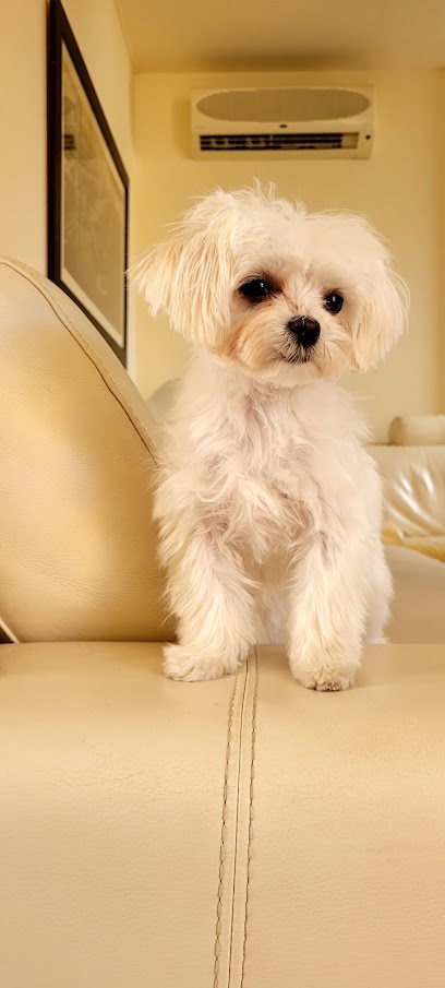 Chic Doggy | Peluqueria para perros en Cubelles