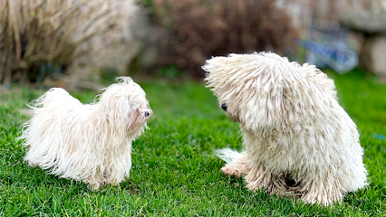 La Torre Canina | Guardería para perros en Mestas de Con