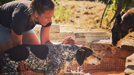 PerroBueno | Guardería para perros en Navalcarnero