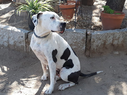 San Bernardo | Guardería para perros en Collado Villalba