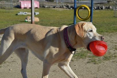 Fundacion Crom | Adiestradores de perros en Villanueva del Pardillo