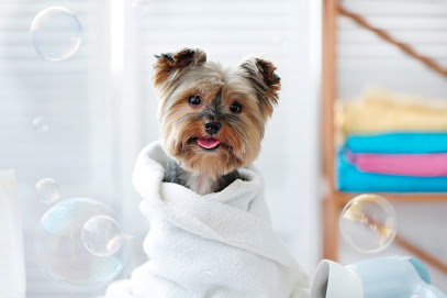 Animal Solucion | Guardería para perros en Madrid