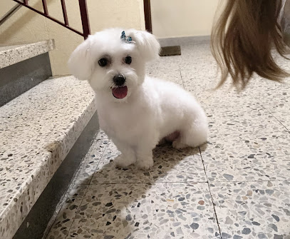 Plaza Vieja | Peluqueria para perros en Madrid
