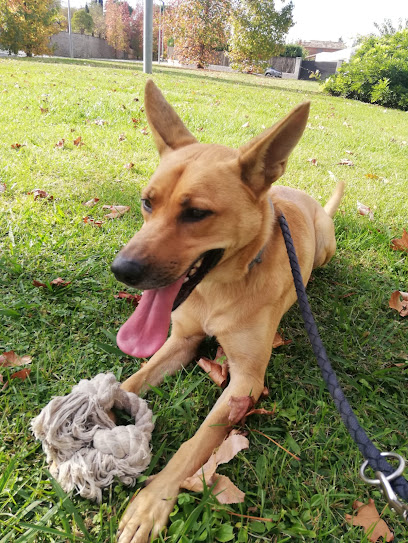 Psydog | Adiestradores de perros en Canovelles