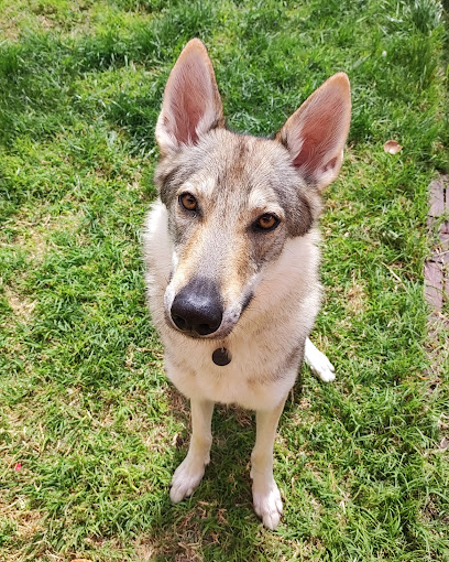 Adiestramiento INU | Adiestradores de perros en Salamanca