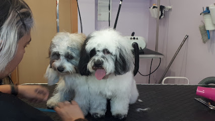 Guapetes | Peluqueria para perros en Alpedrete