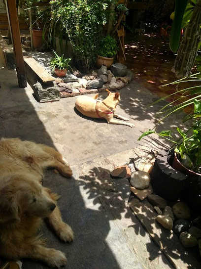 Blua | Guardería para perros en Avellaneda