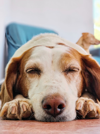 Canimals | Guardería para perros en Vilamarxant