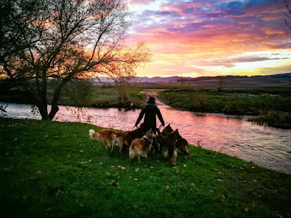 BeMoreDog | Adiestradores de perros en Calvarrasa de Abajo