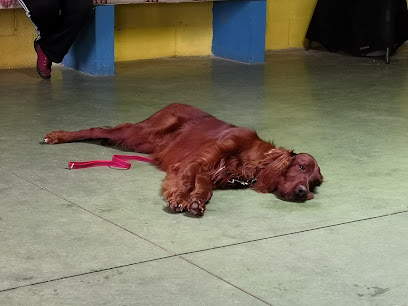 Kahu Adiestramiento | Adiestradores de perros en Ourense