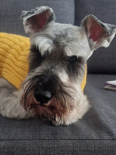 Hakito | Peluqueria para perros en Madrid