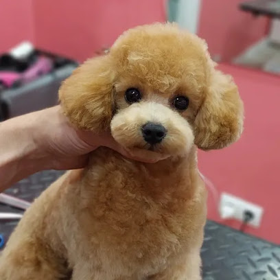 Pampa | Peluqueria para perros en Rivas-Vaciamadrid