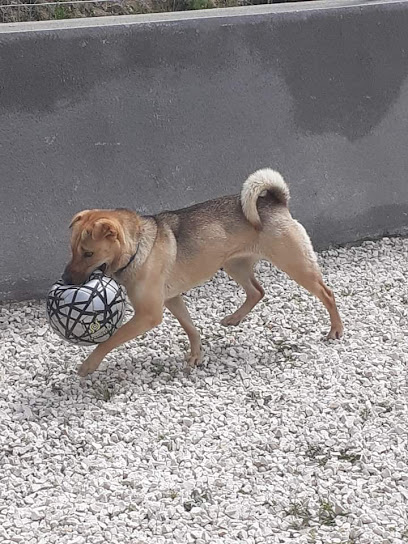 Animal love | Guardería para perros en Alicante