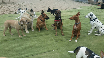 ResiMascotas con Gonzalo Jimenez | Guardería para perros en Puertito de Guimar