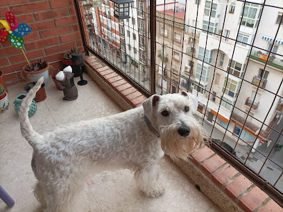 Beauty Pets | Peluqueria para perros en Huelva