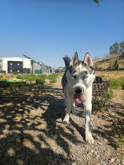 DOGWARTS CENTRO CANINO | Guardería para perros en Villamediana de Iregua